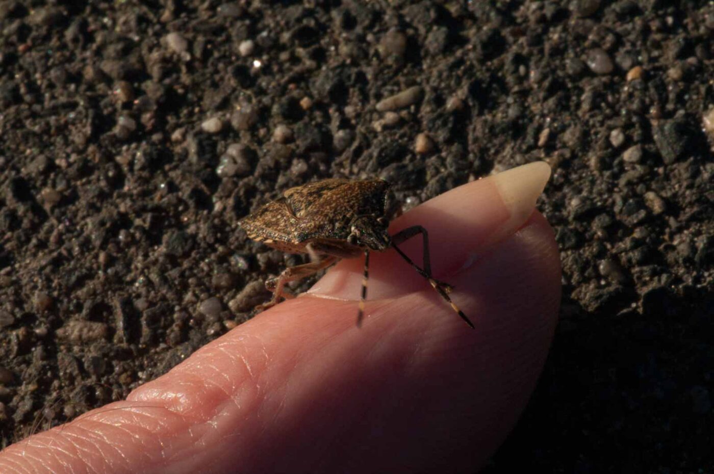 2019-02-05 - EmscherValleyWay Recklinghausen