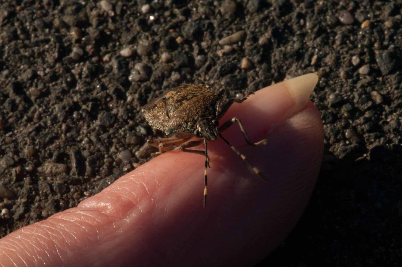 2019-02-05 - EmscherValleyWay Recklinghausen