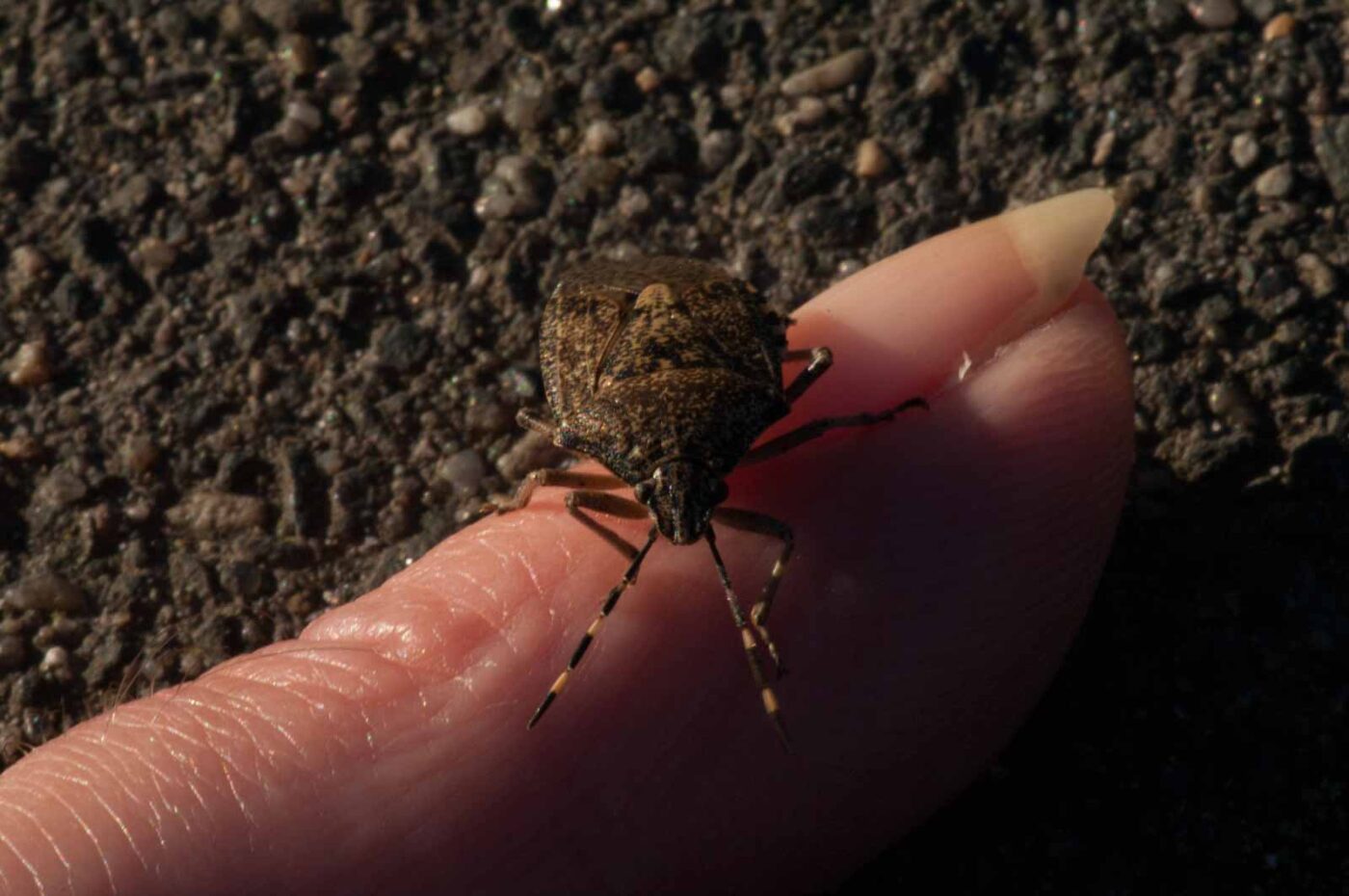 2019-02-05 - EmscherValleyWay Recklinghausen