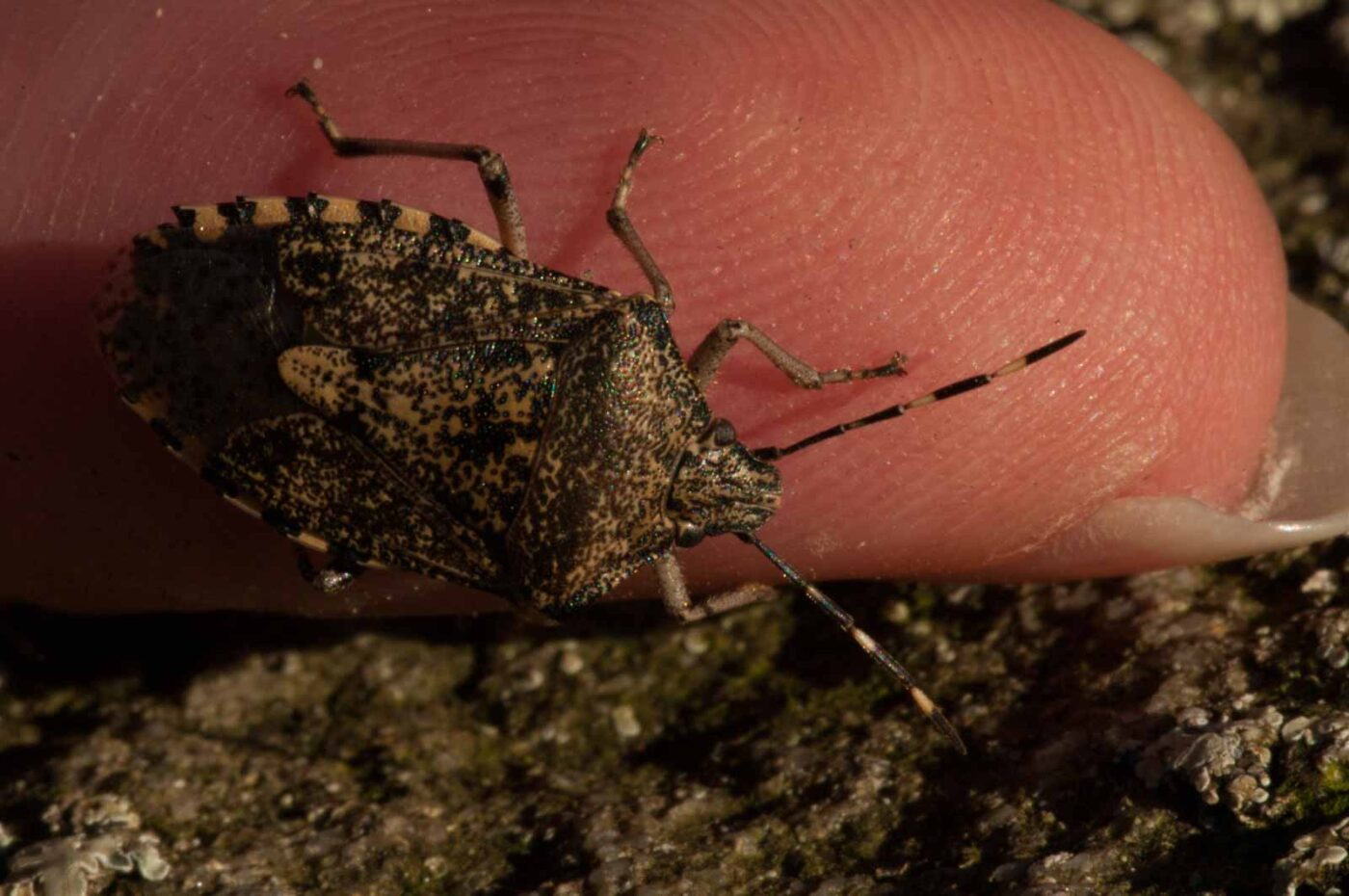 2019-02-05 - EmscherValleyWay Recklinghausen