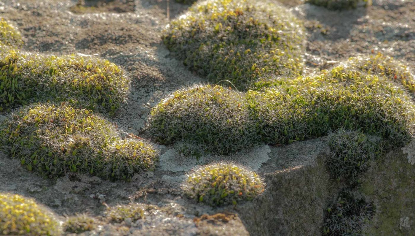 2019-02-05 - EmscherValleyWay Recklinghausen