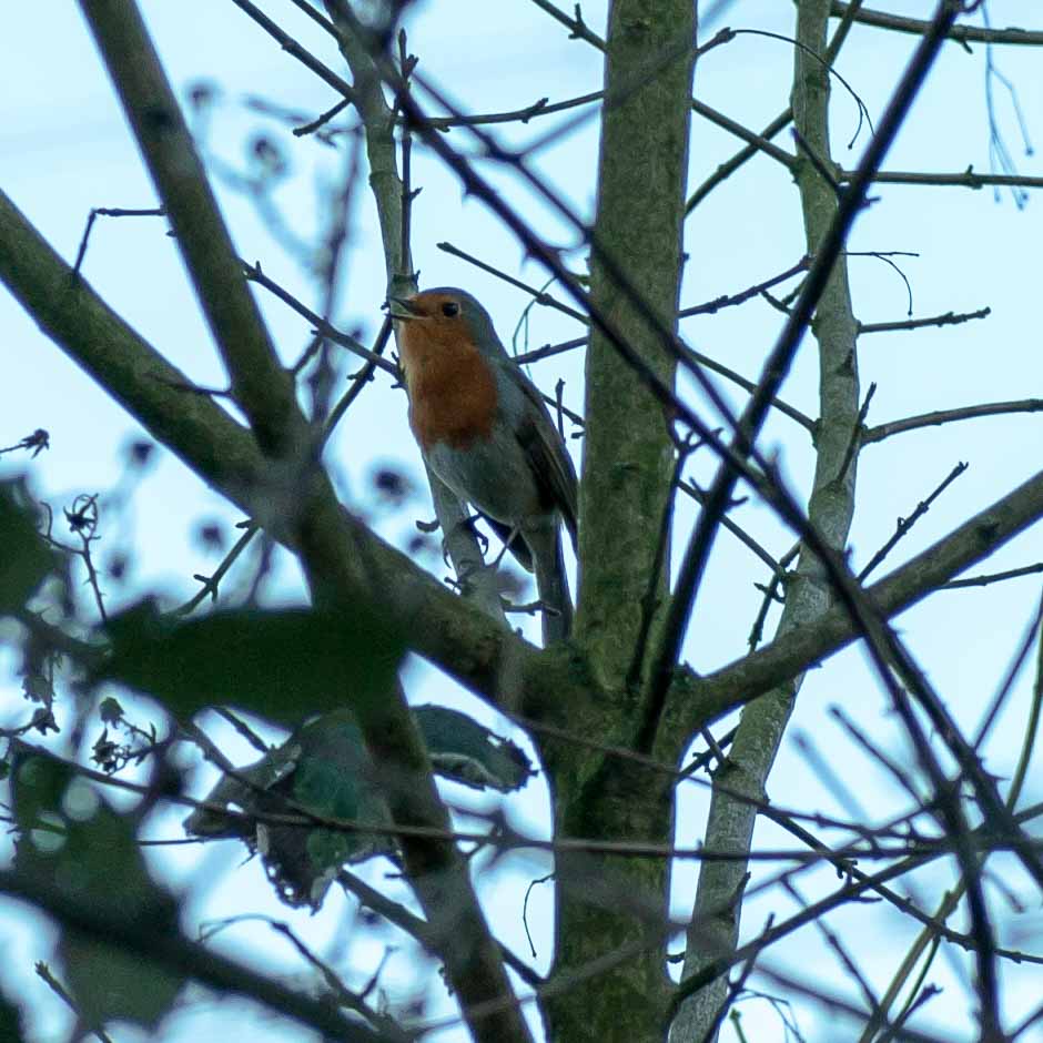 2019-02-05 - EmscherValleyWay Recklinghausen