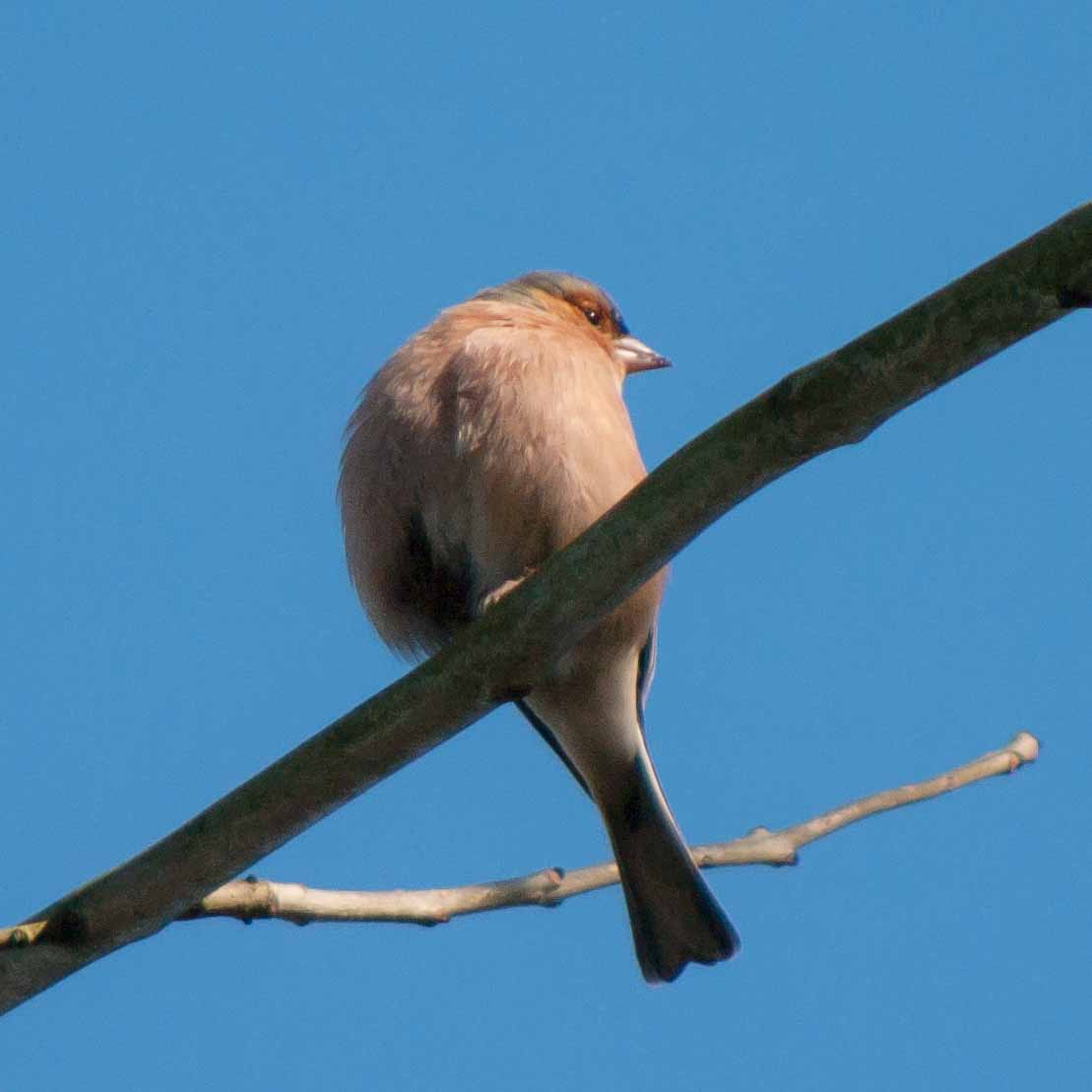 2019-02-16 - NSG Klöppersberg C-R