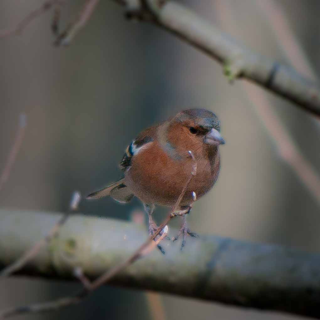 2019-02-16 - NSG Klöppersberg C-R