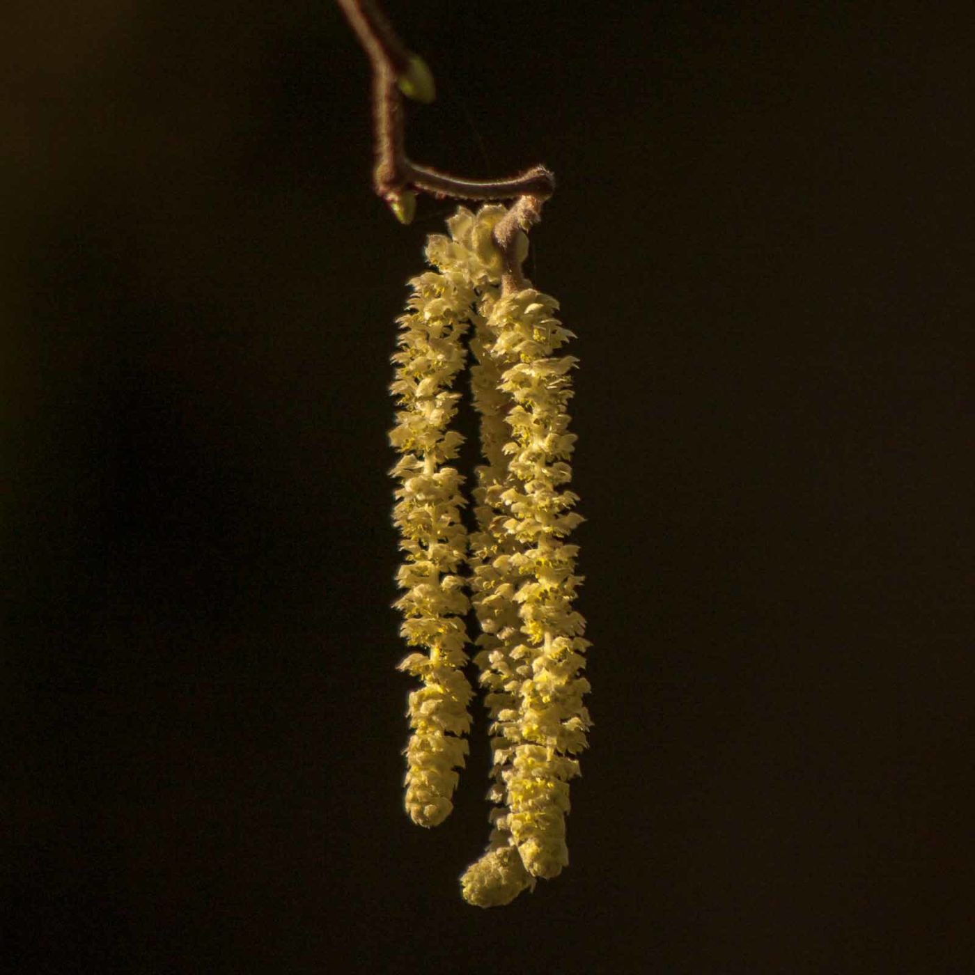 2019-02-16 - NSG Klöppersberg C-R