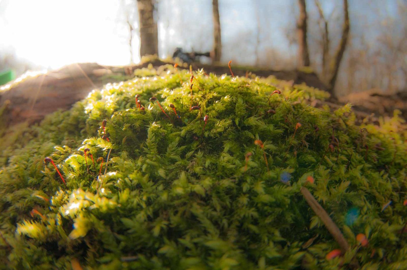 2019-02-16 - NSG Klöppersberg C-R