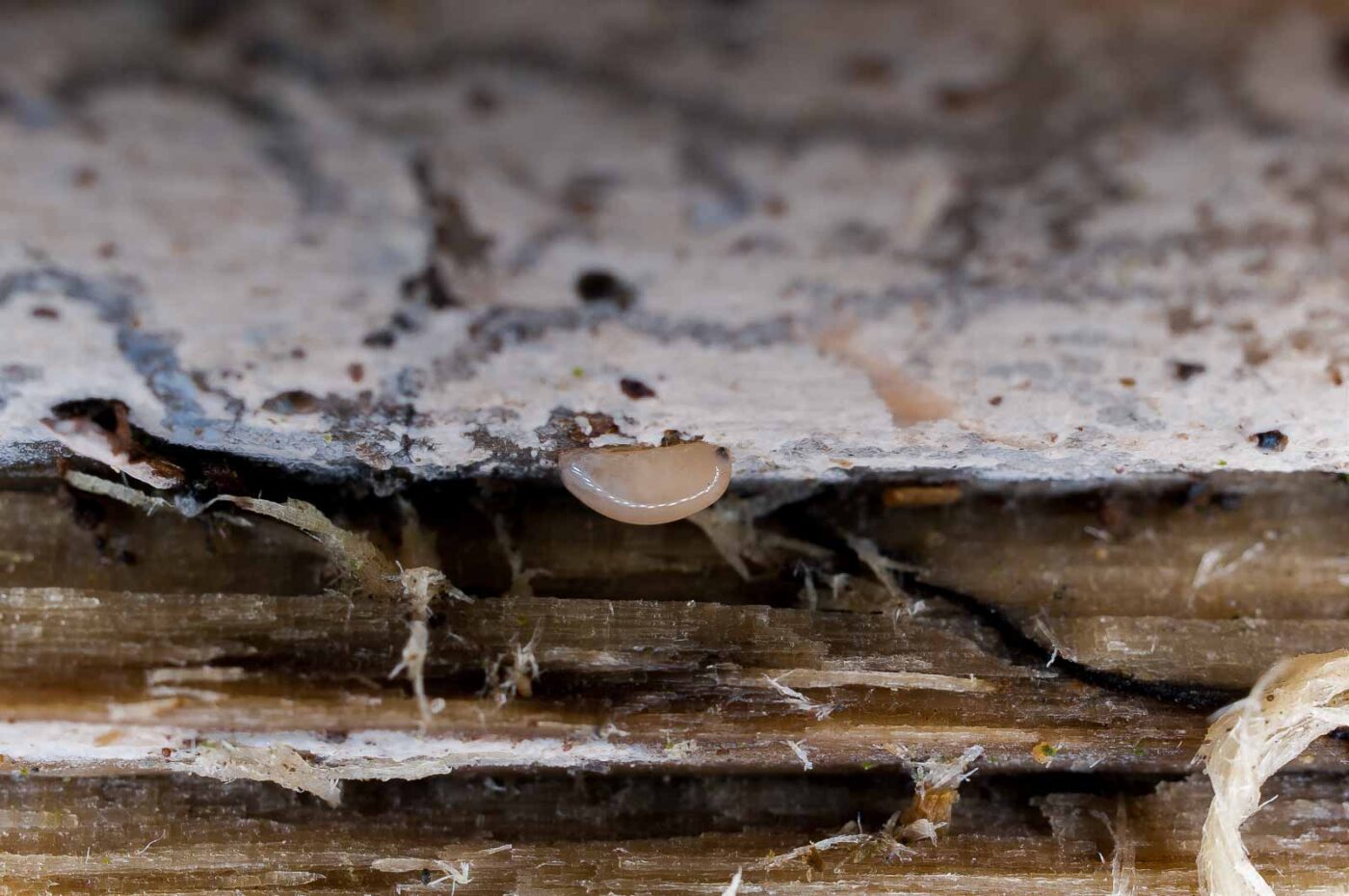 2019-02-16 - NSG Klöppersberg C-R