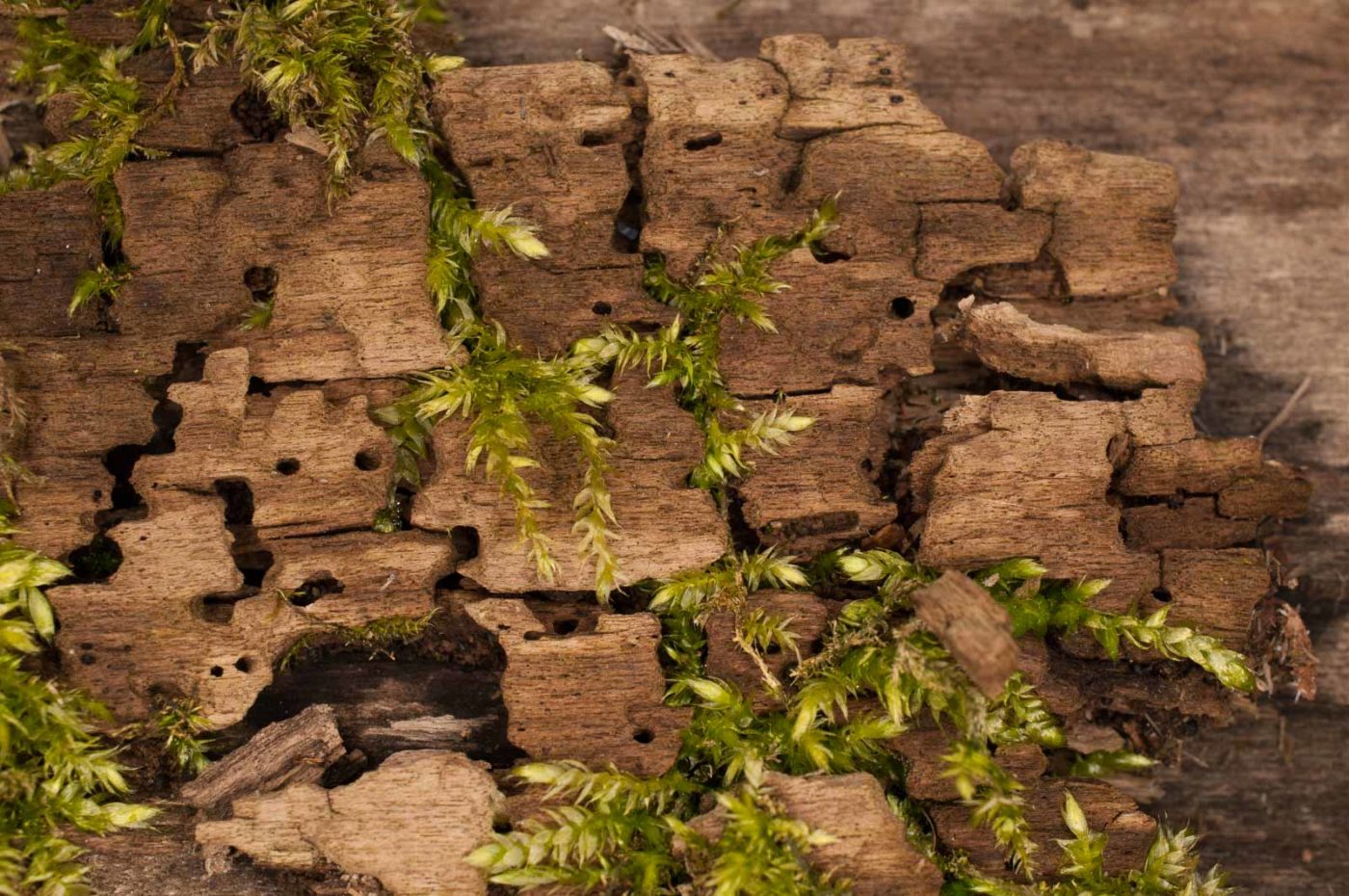 2019-02-16 - NSG Klöppersberg C-R