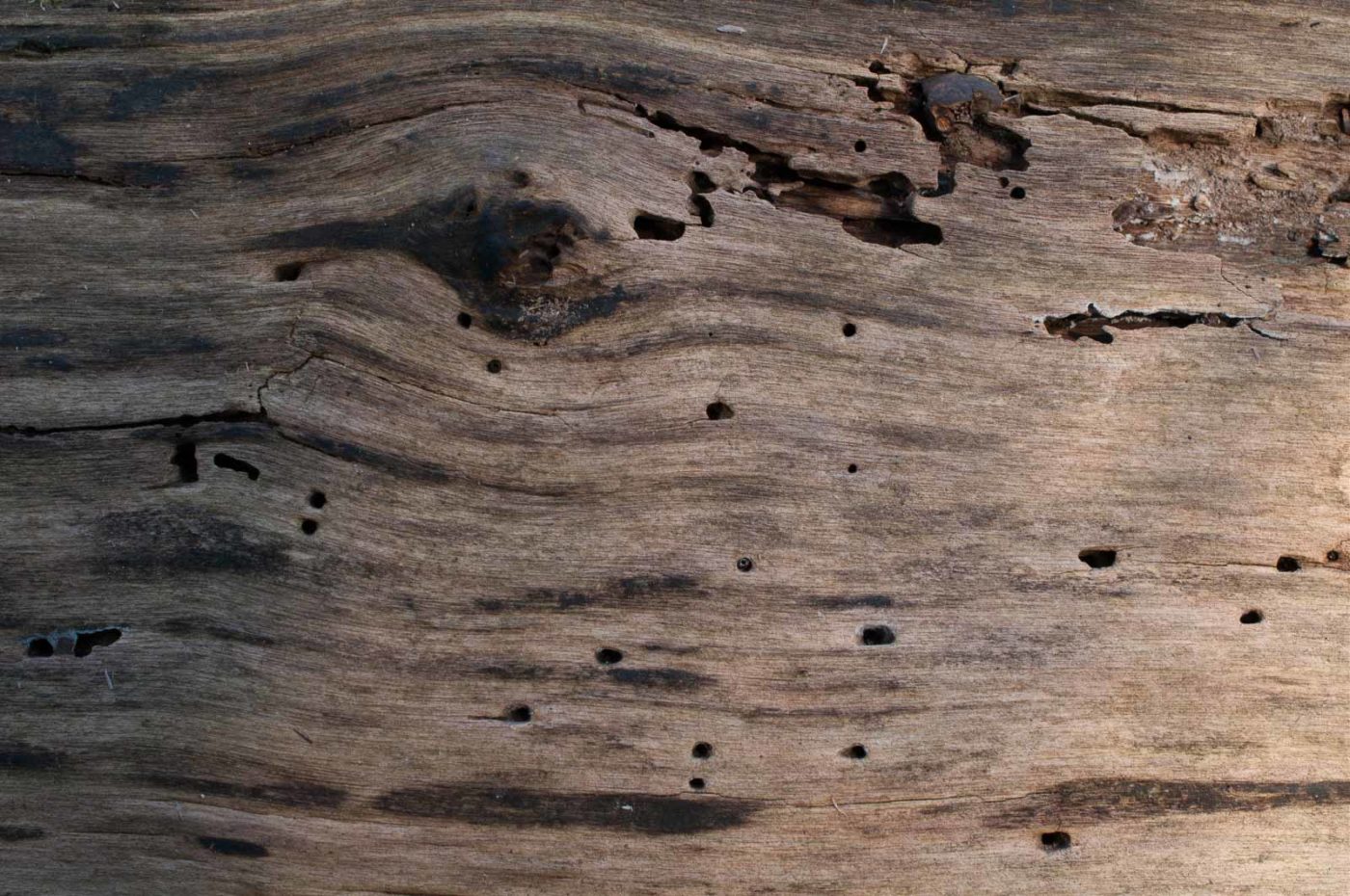 2019-02-16 - NSG Klöppersberg C-R