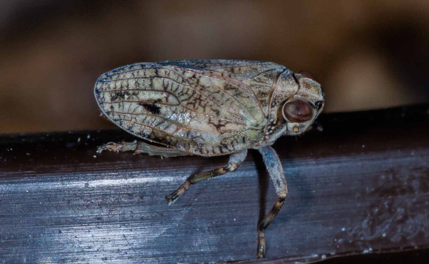 2019-05-29 - RE-Sidenzia auf'm BallKong