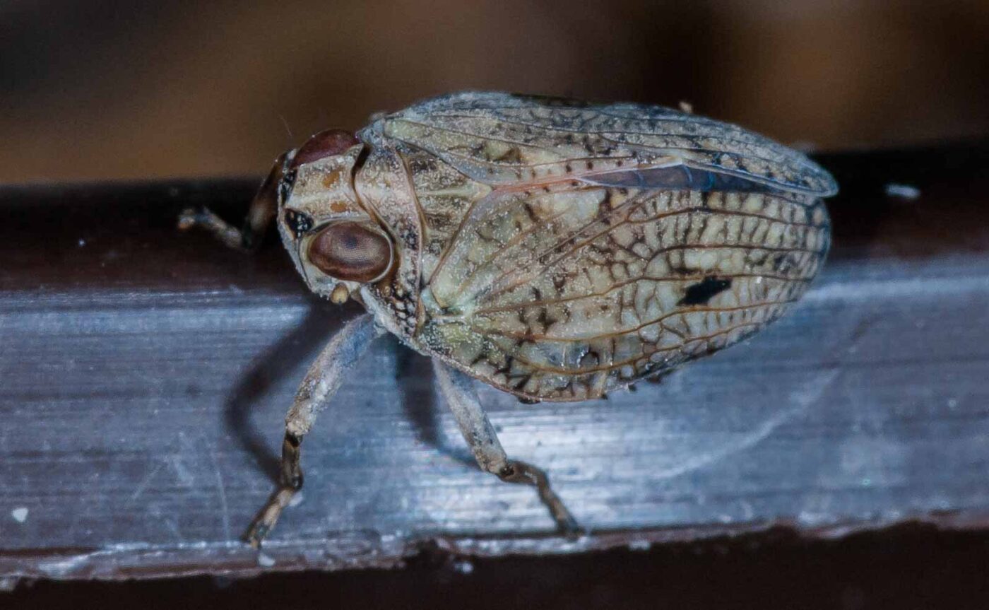 2019-05-29 - RE-Sidenzia auf'm BallKong