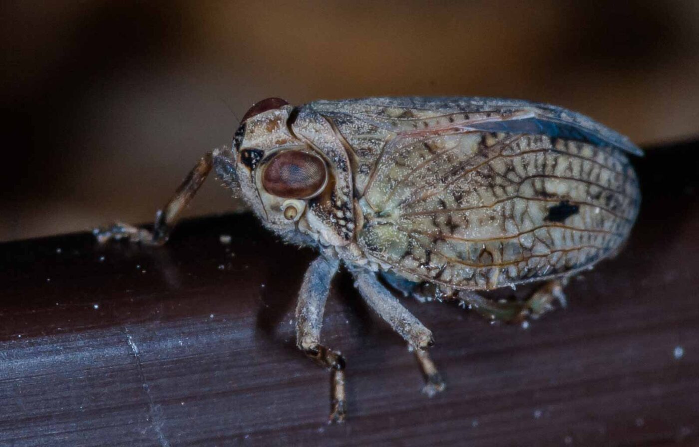 2019-05-29 - RE-Sidenzia auf'm BallKong