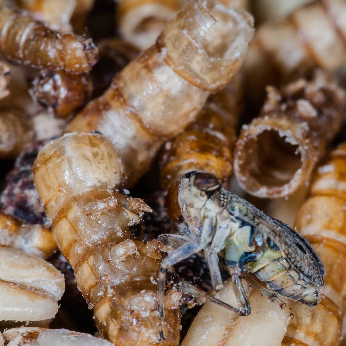 2019-05-29 - RE-Sidenzia auf'm BallKong