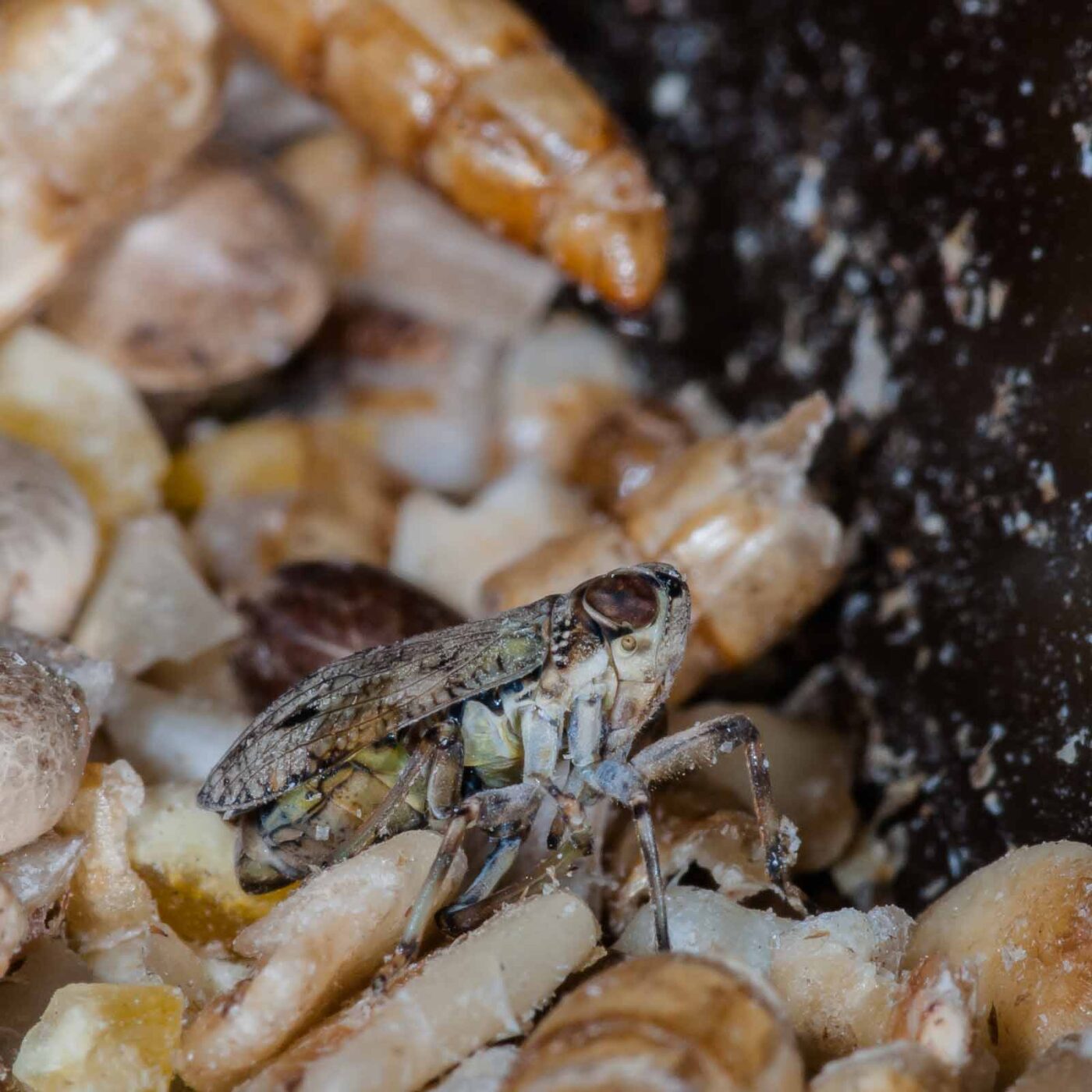 2019-05-29 - RE-Sidenzia auf'm BallKong