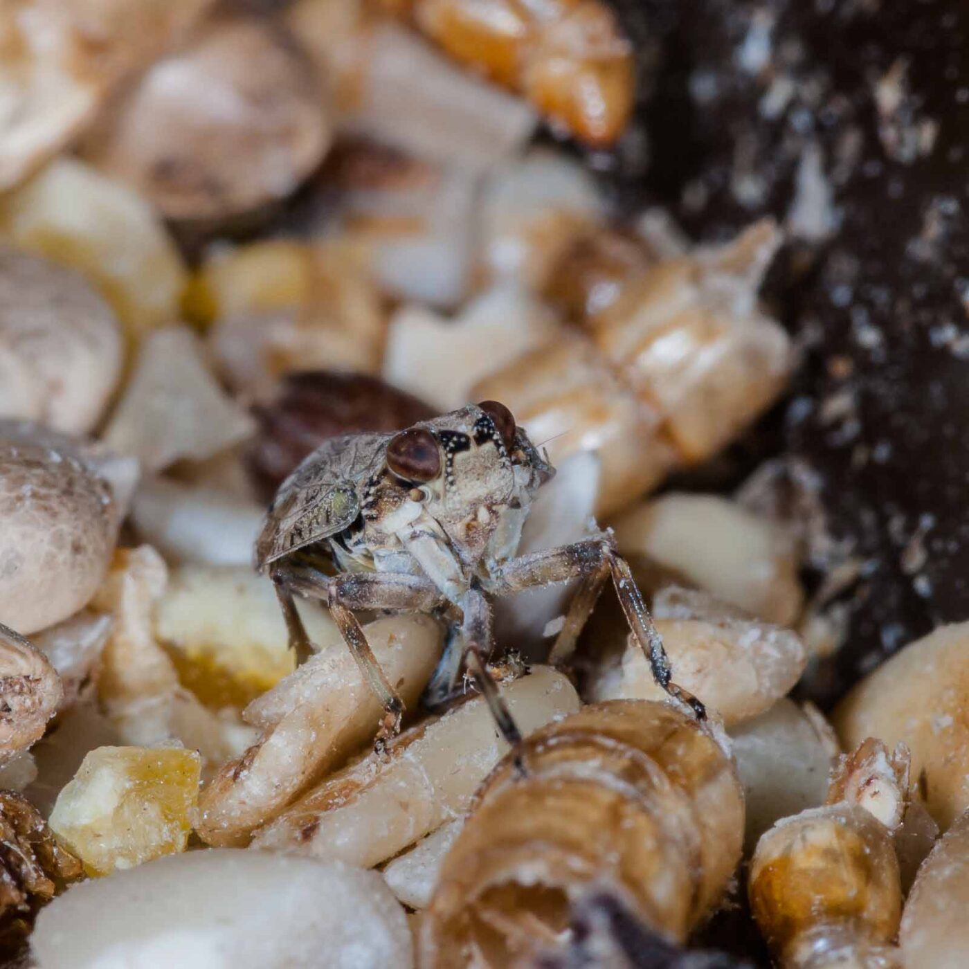 2019-05-29 - RE-Sidenzia auf'm BallKong