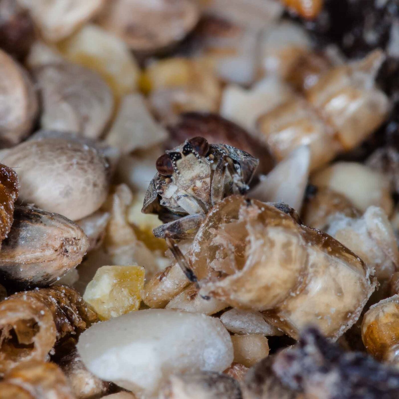 2019-05-29 - RE-Sidenzia auf'm BallKong