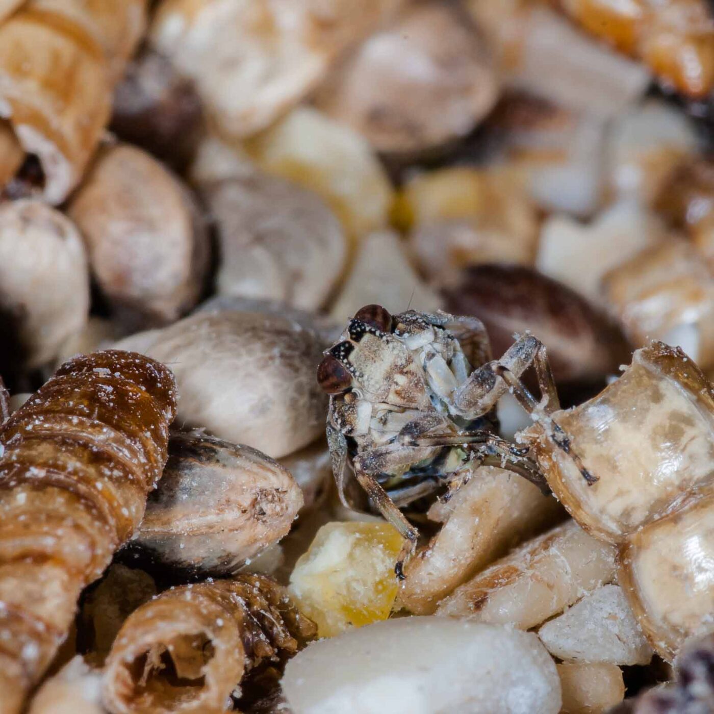 2019-05-29 - RE-Sidenzia auf'm BallKong