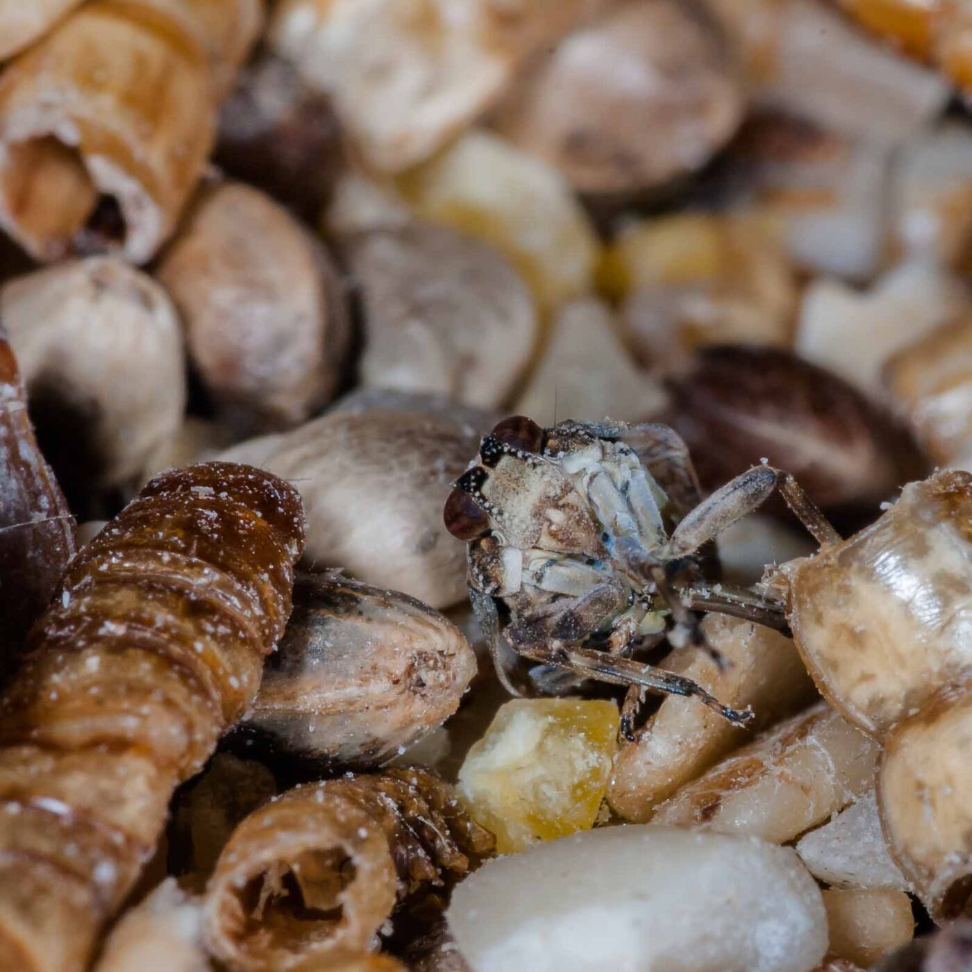 2019-05-29 - RE-Sidenzia auf'm BallKong