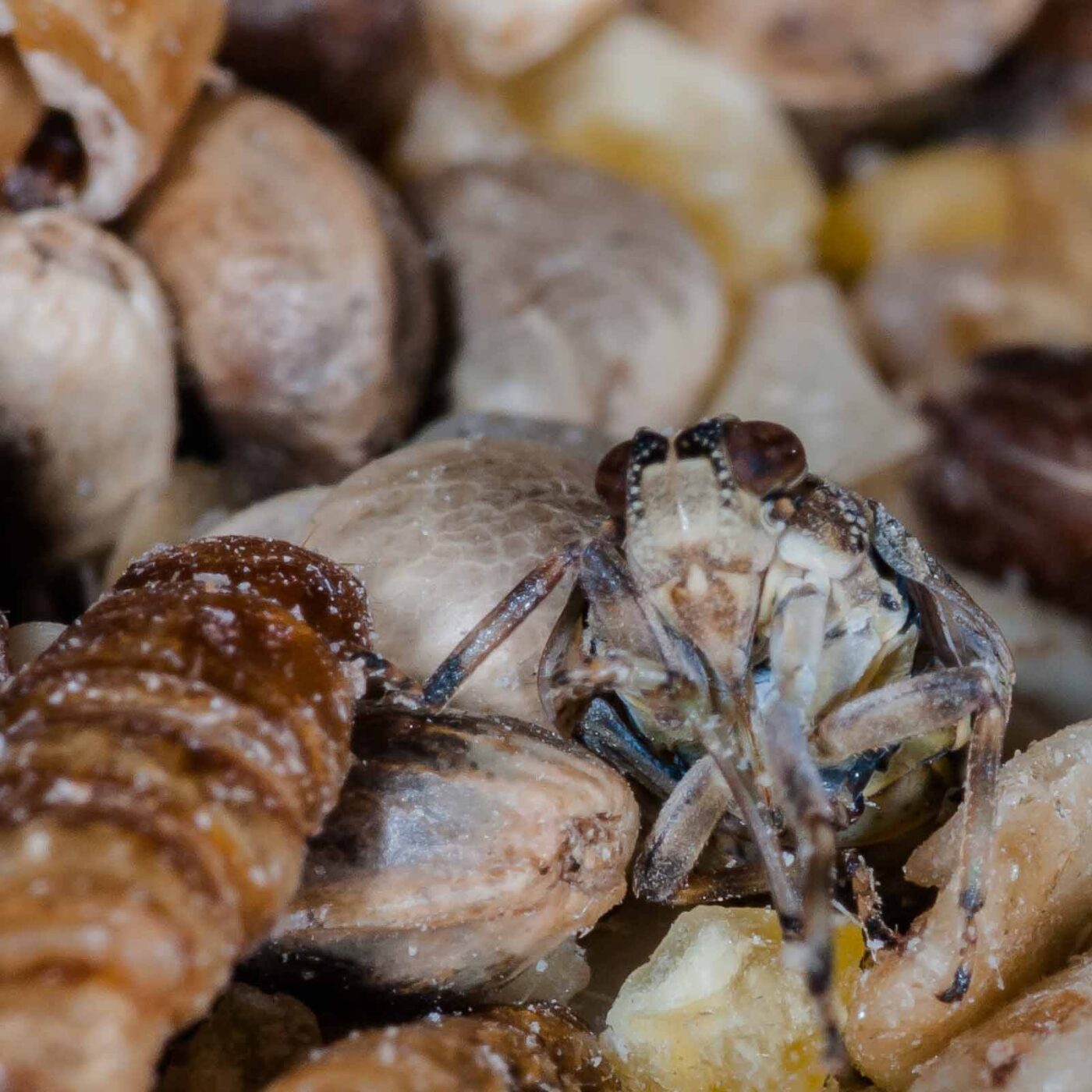 2019-05-29 - RE-Sidenzia auf'm BallKong