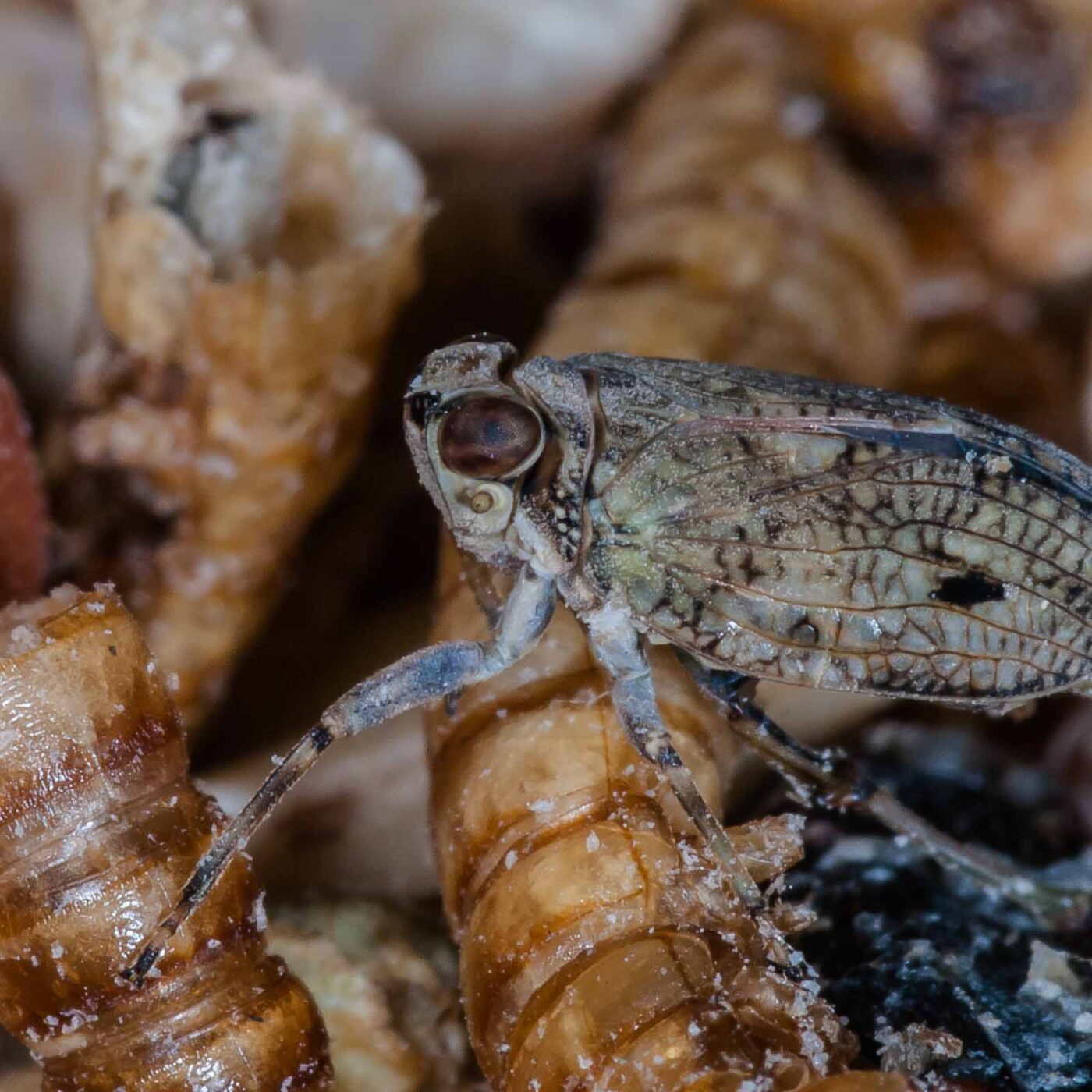 2019-05-29 - RE-Sidenzia auf'm BallKong