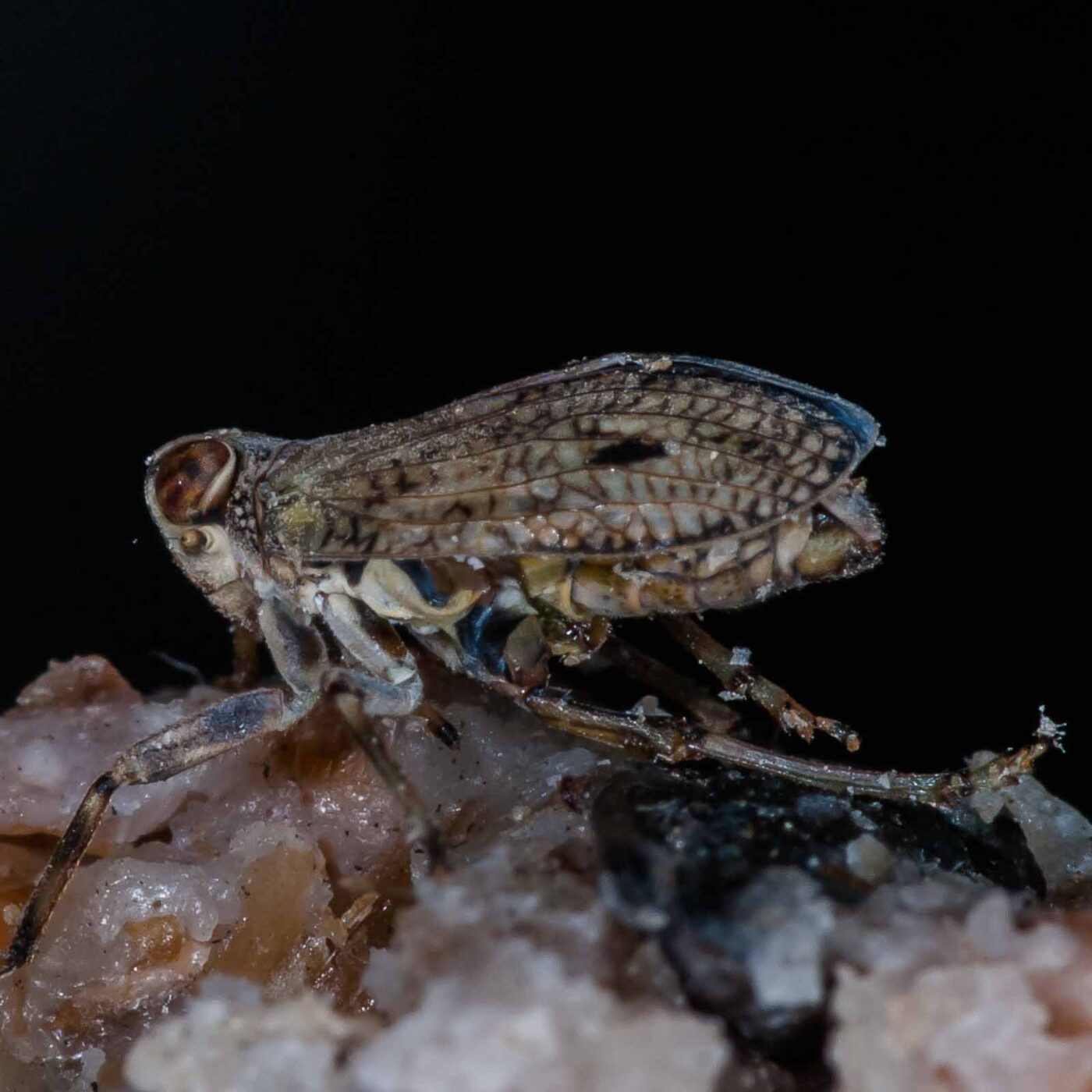 2019-05-29 - RE-Sidenzia auf'm BallKong