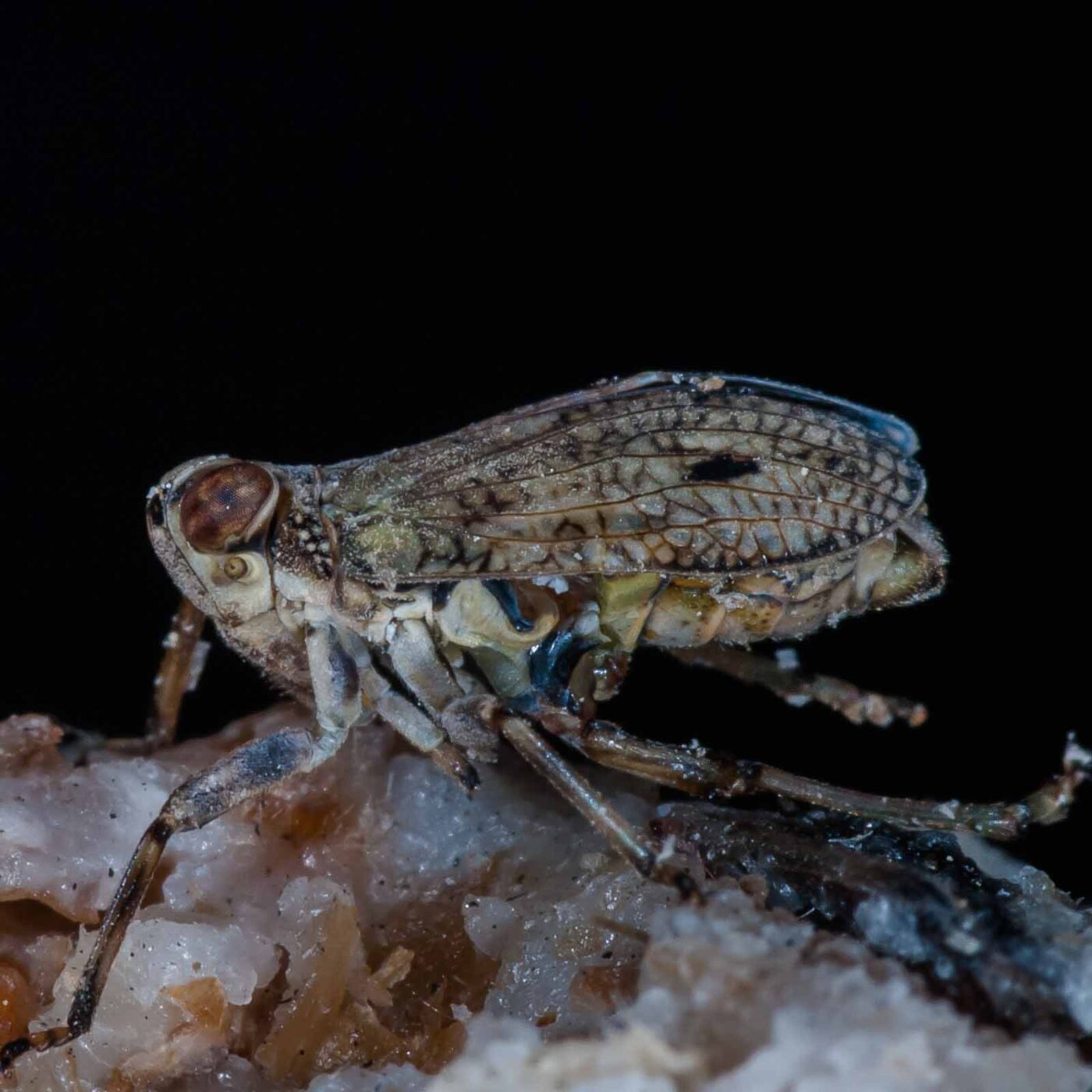 2019-05-29 - RE-Sidenzia auf'm BallKong