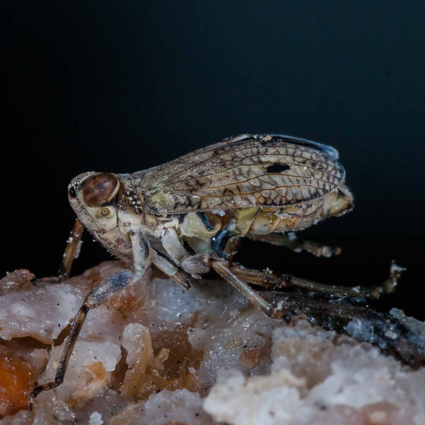 2019-05-29 - RE-Sidenzia auf'm BallKong