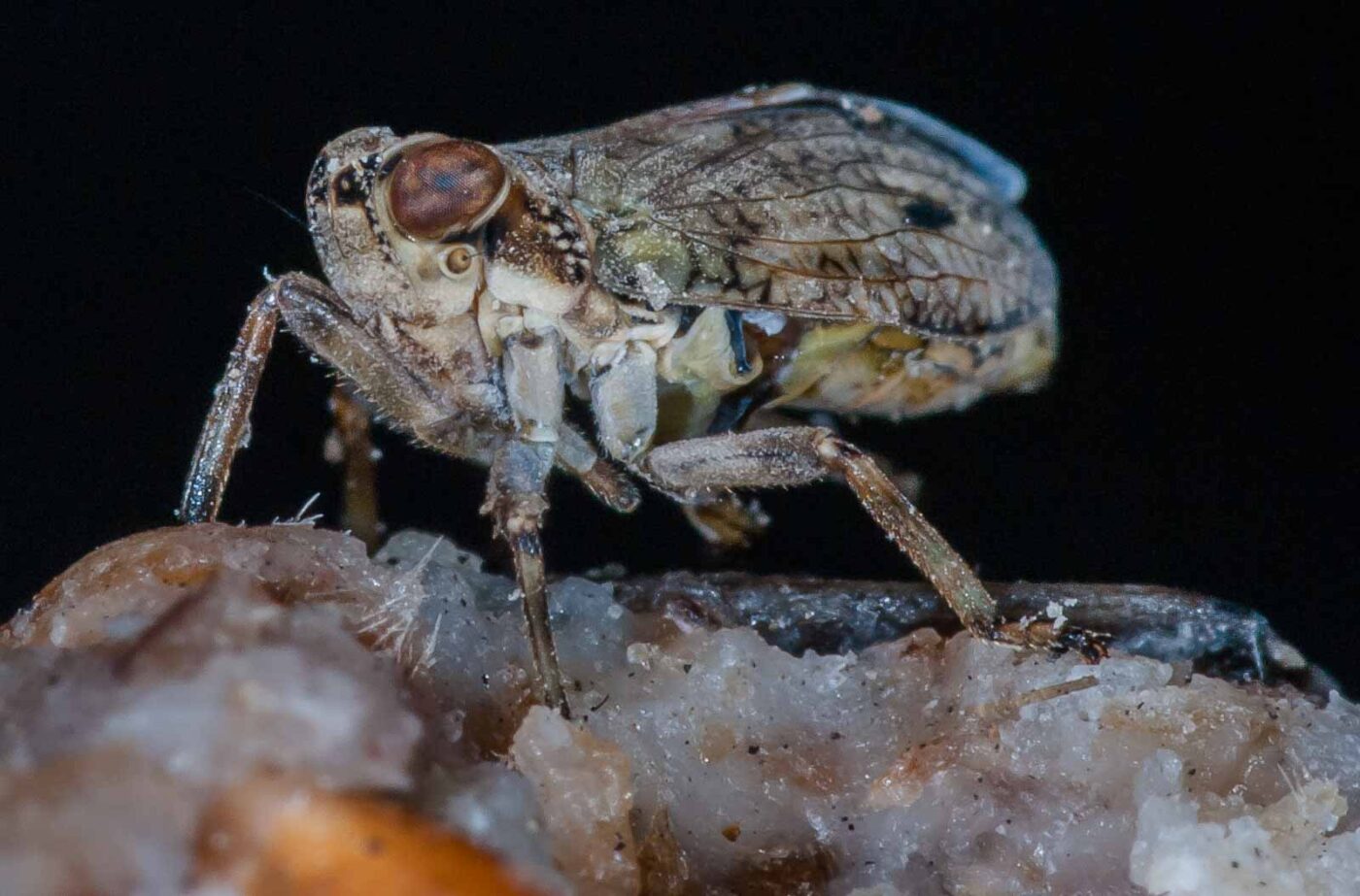 2019-05-29 - RE-Sidenzia auf'm BallKong