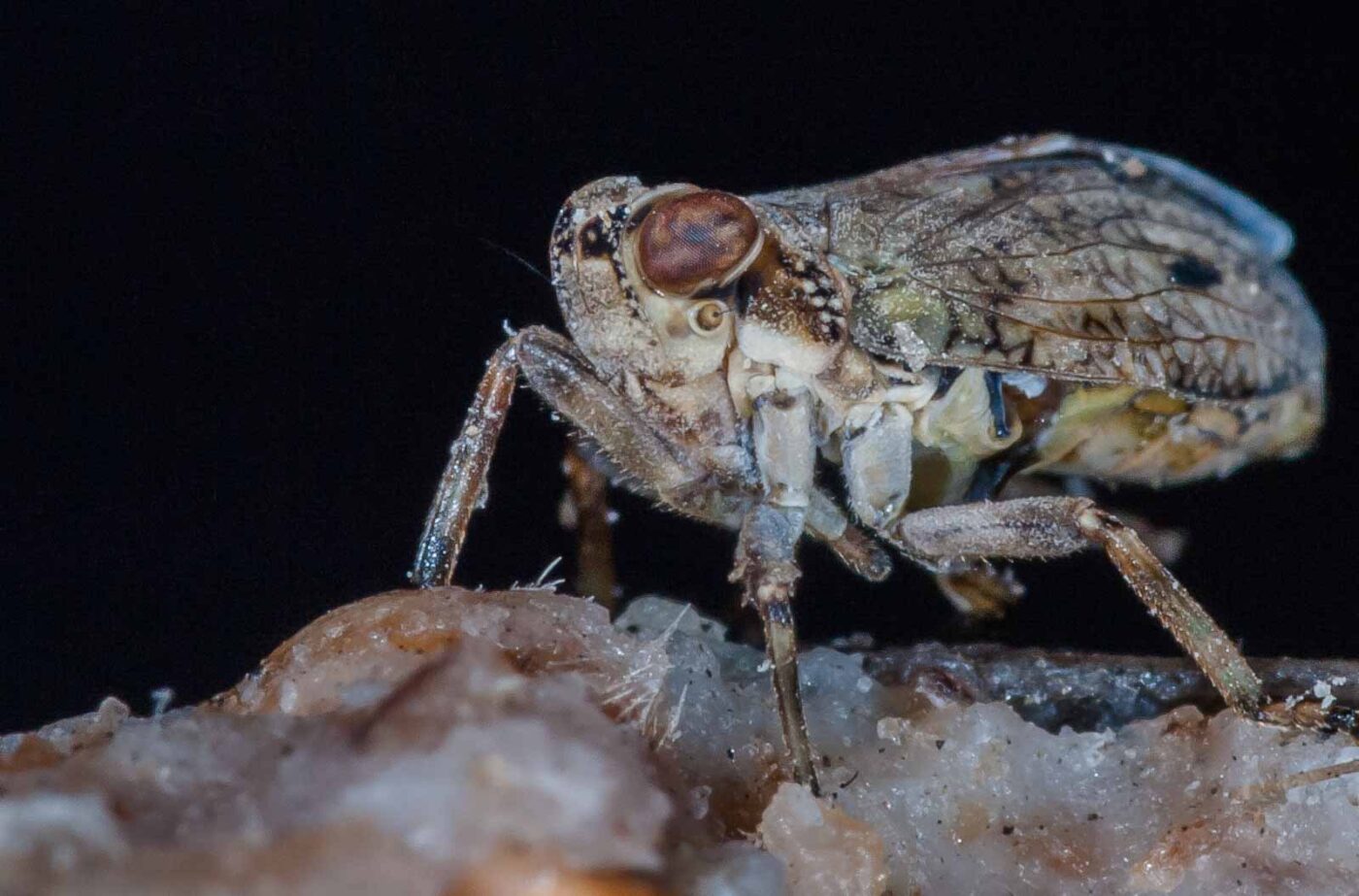 2019-05-29 - RE-Sidenzia auf'm BallKong