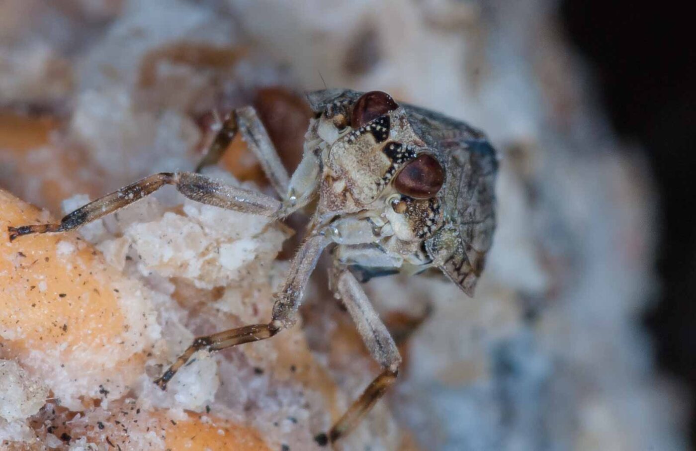 2019-05-29 - RE-Sidenzia auf'm BallKong