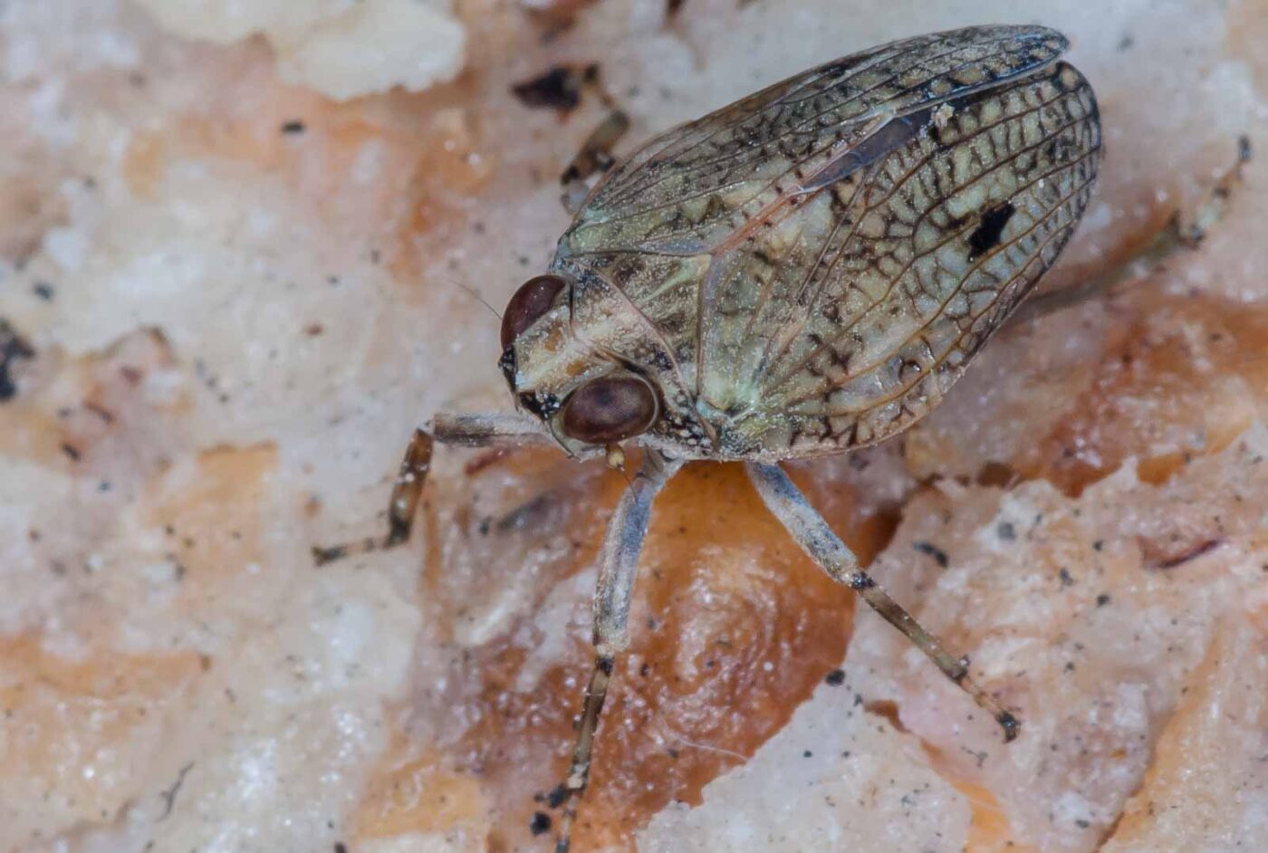 2019-05-29 - RE-Sidenzia auf'm BallKong