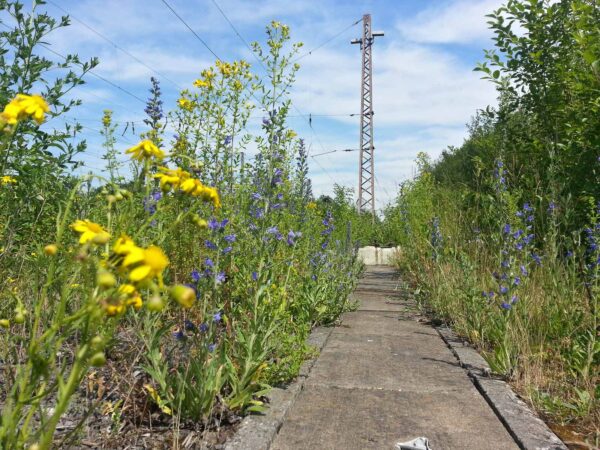 2019-06-14 - Motivsuche in Recklinghausen