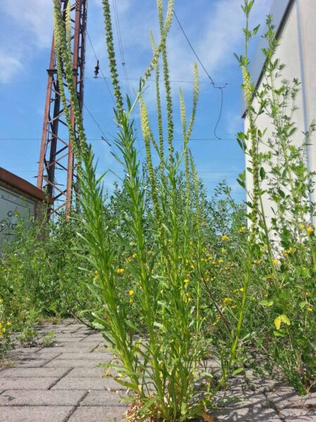 2019-06-14 - Motivsuche in Recklinghausen