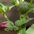 2019-07-10 - RE-Sidenzia - Mittendrin