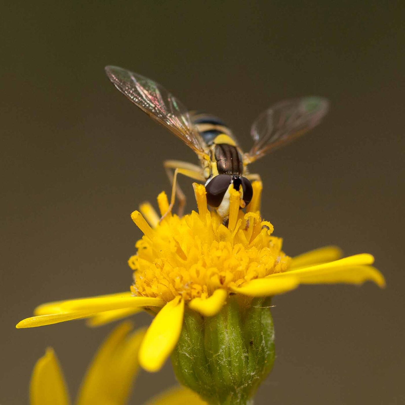 2019-07-10 - NSG Hürfeldhalde Dorsten