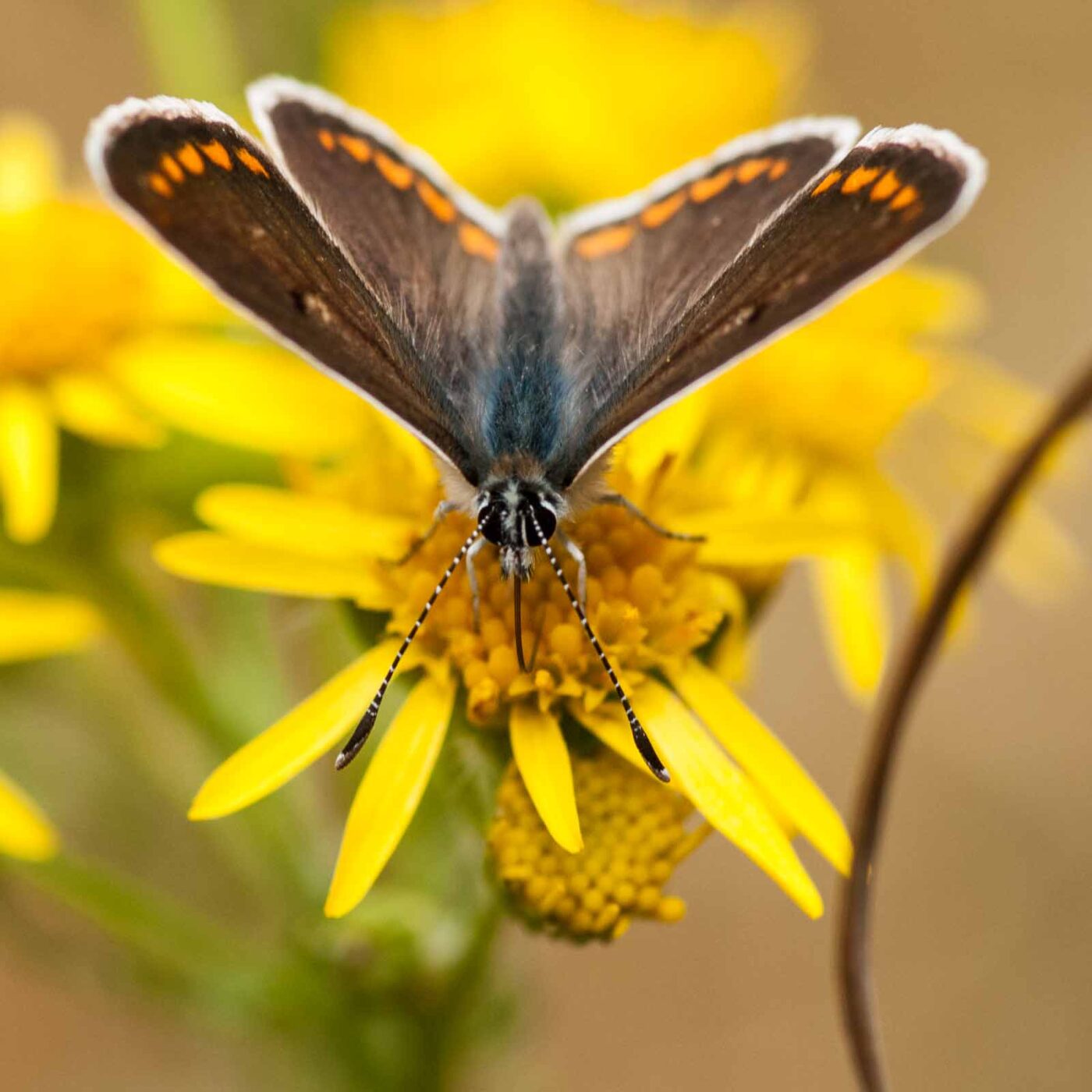 2019-07-10 - NSG Hürfeldhalde Dorsten