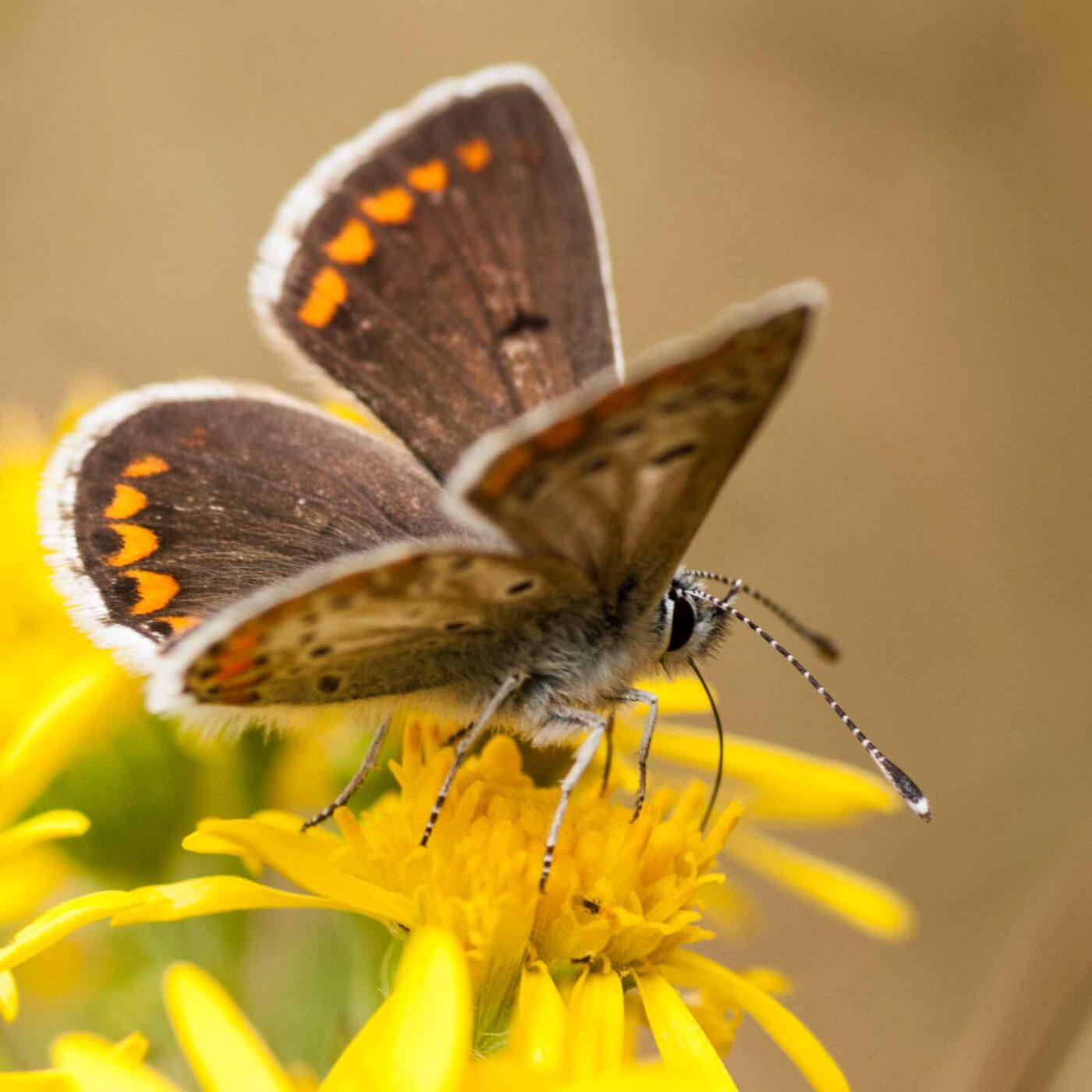 2019-07-10 - NSG Hürfeldhalde Dorsten
