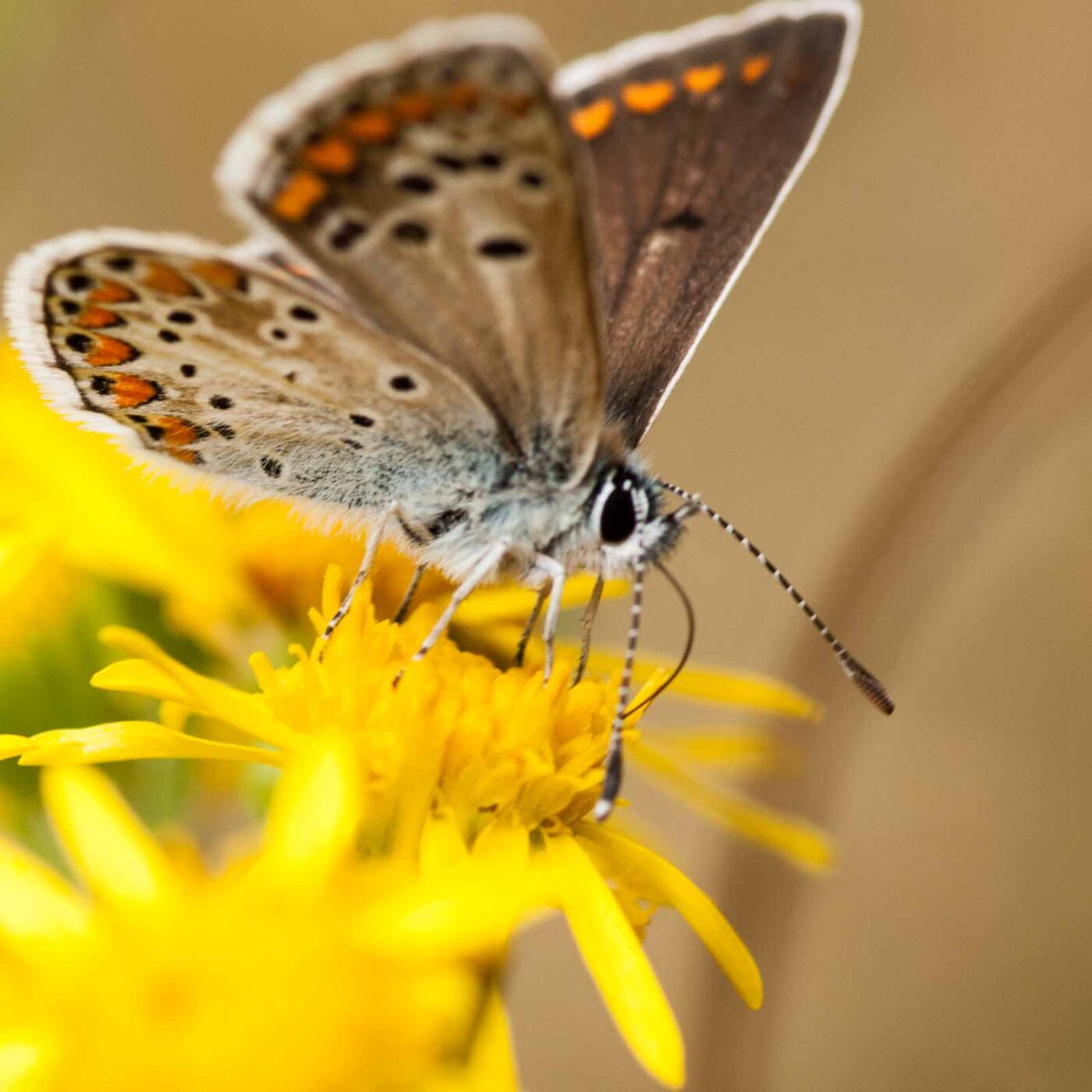 2019-07-10 - NSG Hürfeldhalde Dorsten