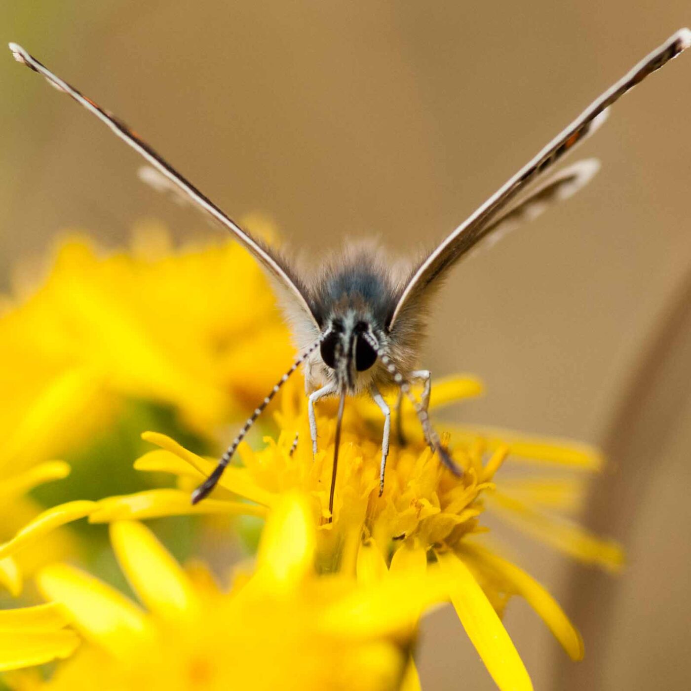 2019-07-10 - NSG Hürfeldhalde Dorsten