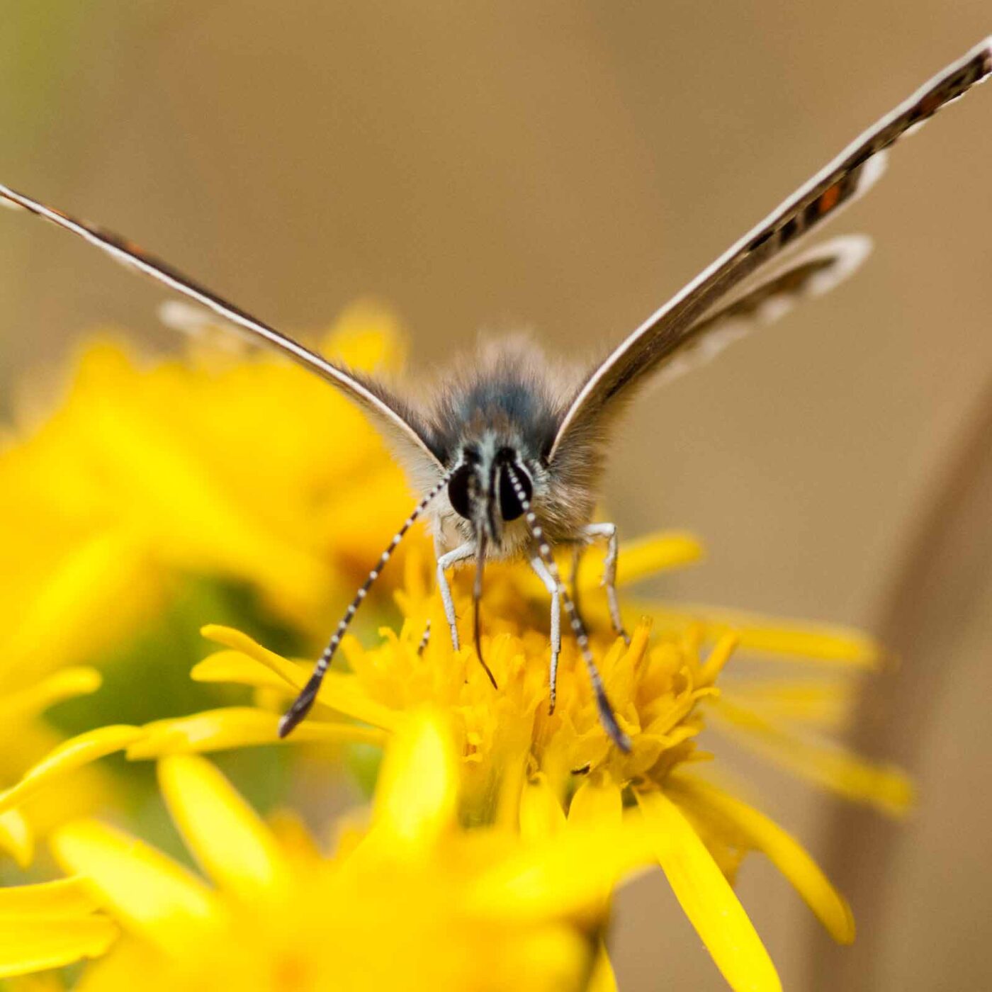 2019-07-10 - NSG Hürfeldhalde Dorsten