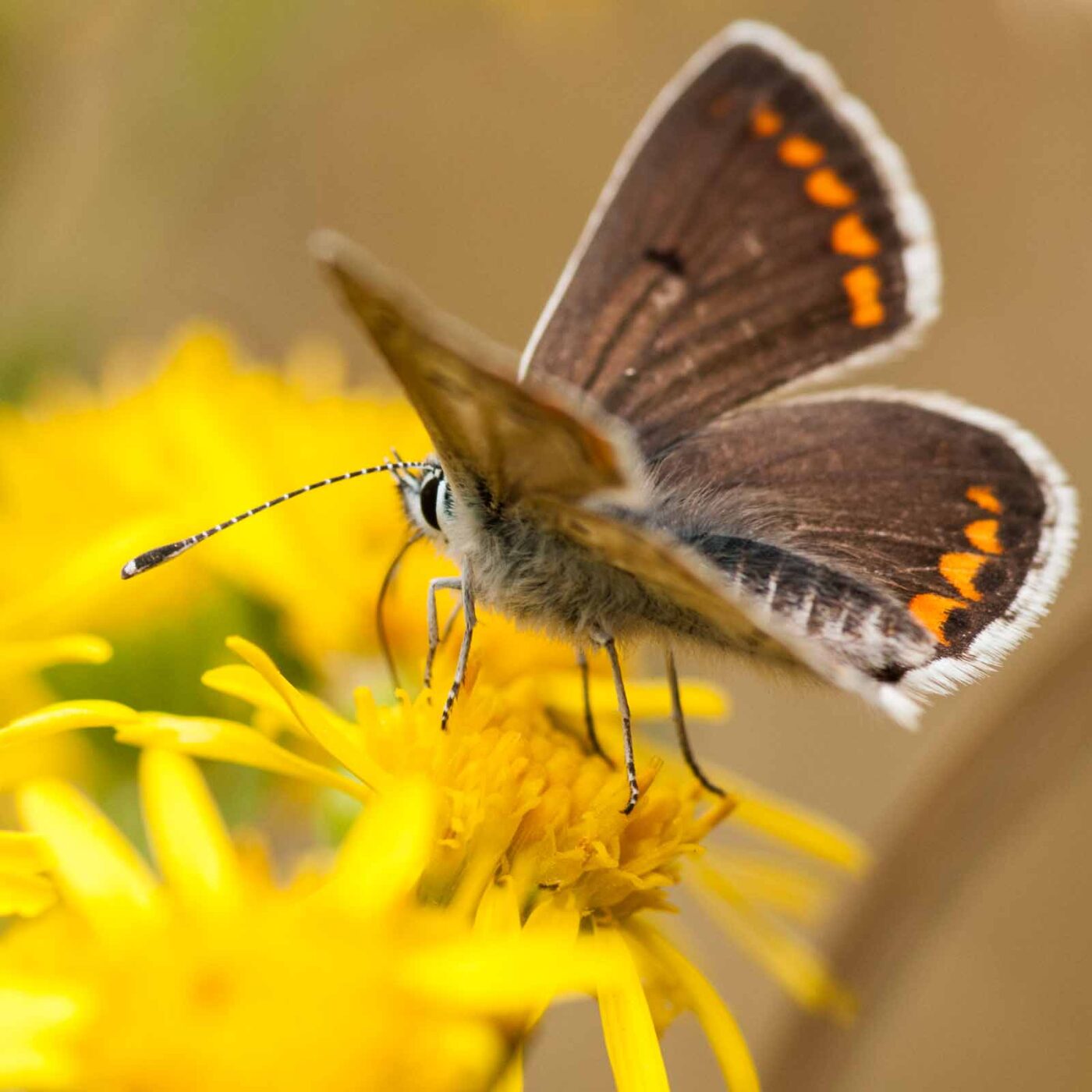 2019-07-10 - NSG Hürfeldhalde Dorsten