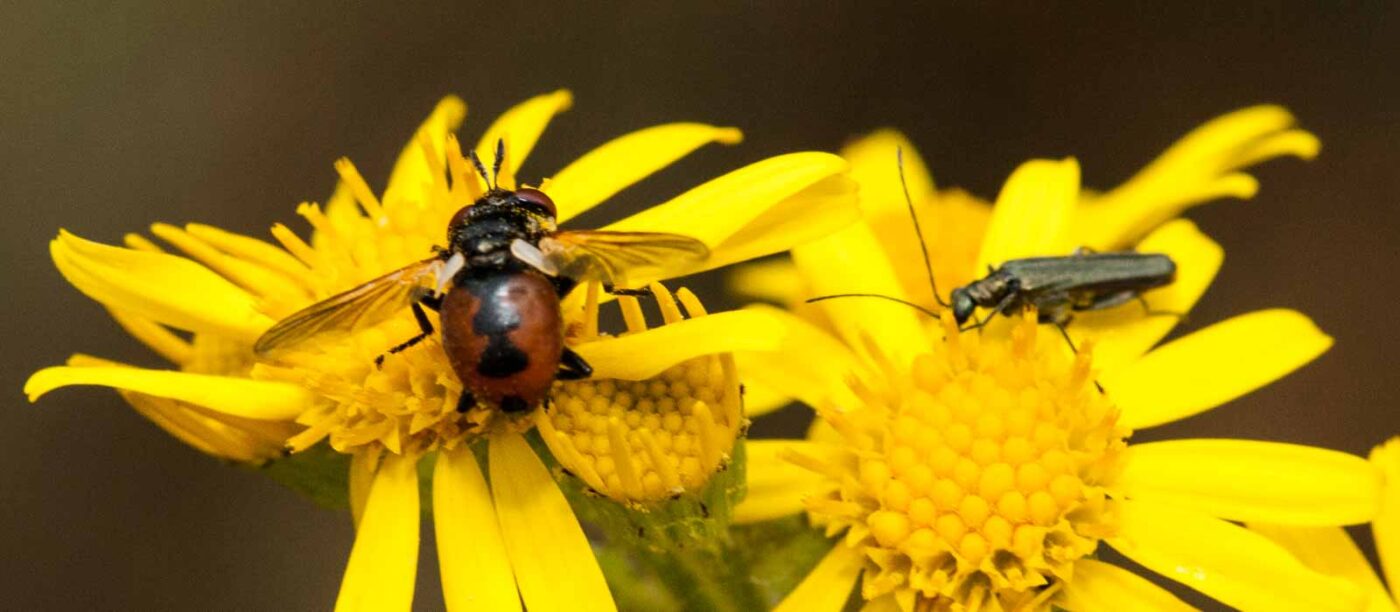 2019-07-10 - NSG Hürfeldhalde Dorsten