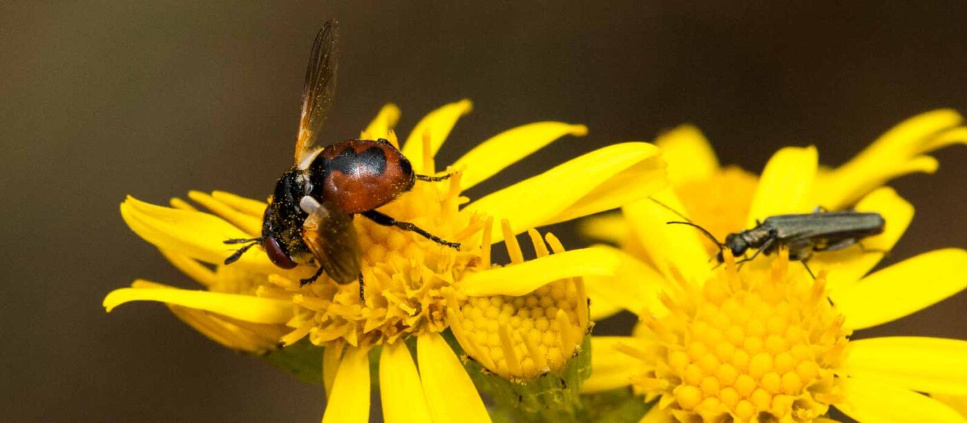 2019-07-10 - NSG Hürfeldhalde Dorsten