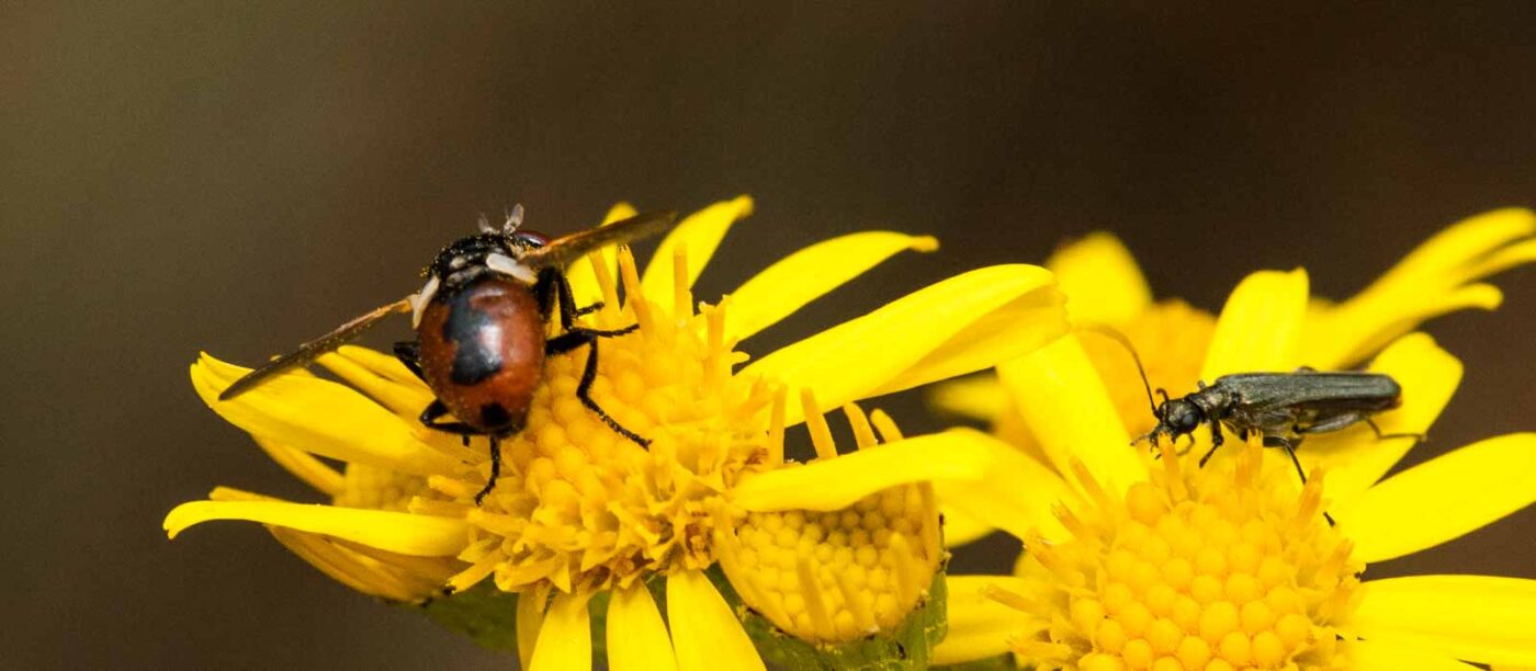 2019-07-10 - NSG Hürfeldhalde Dorsten