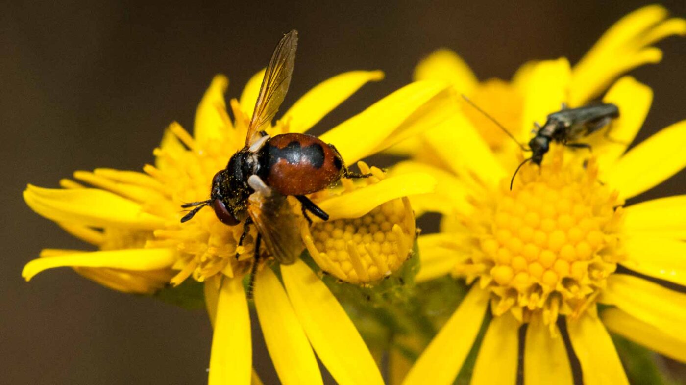 2019-07-10 - NSG Hürfeldhalde Dorsten