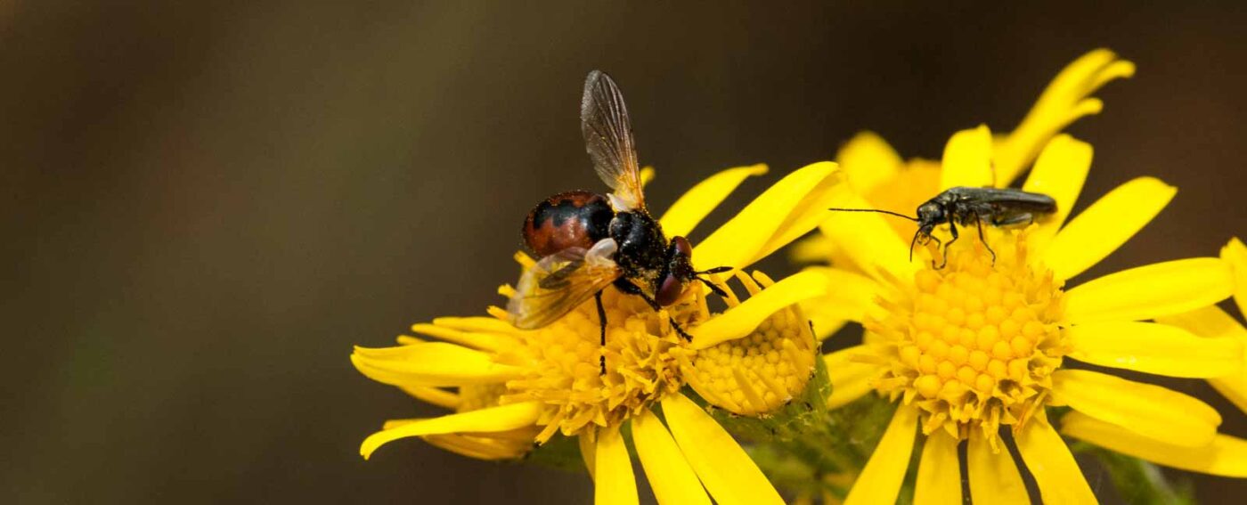 2019-07-10 - NSG Hürfeldhalde Dorsten