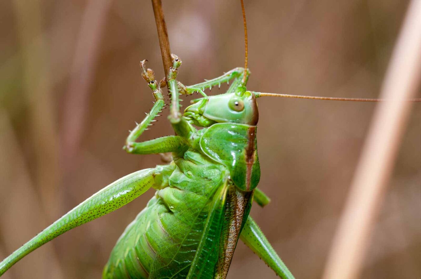 2019-07-10 - NSG Hürfeldhalde Dorsten