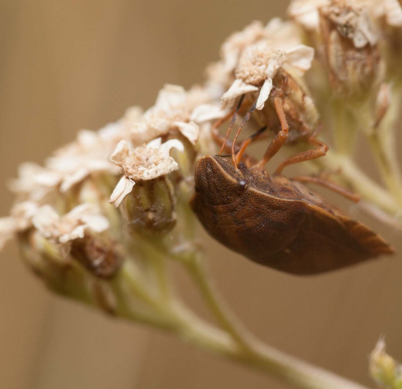 2019-07-10 - NSG Hürfeldhalde Dorsten