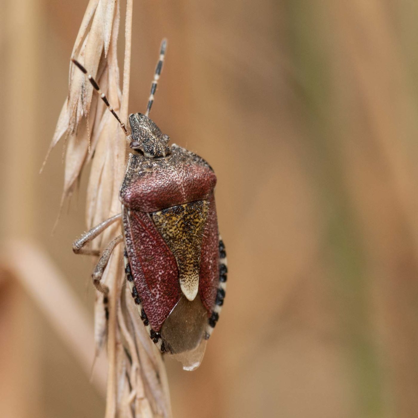 2019-07-10 - NSG Hürfeldhalde Dorsten