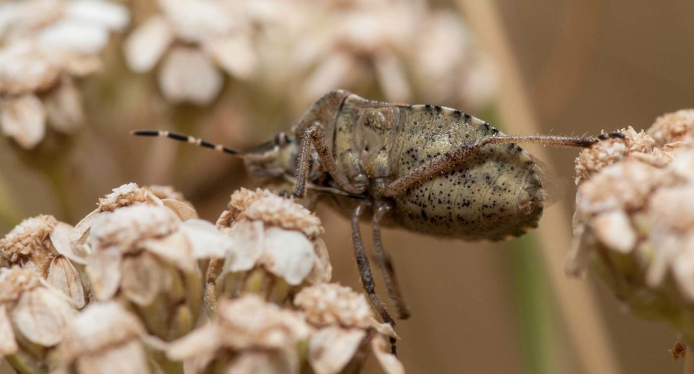 2019-07-10 - NSG Hürfeldhalde Dorsten